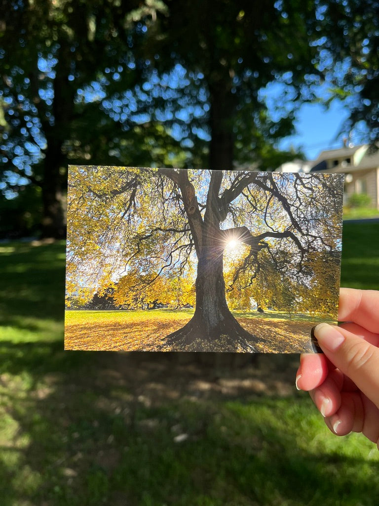 Tree of Life - Canvas or Print 8 x 10”