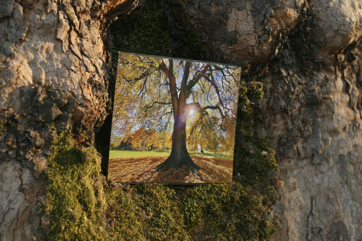 Grandfather Tree
