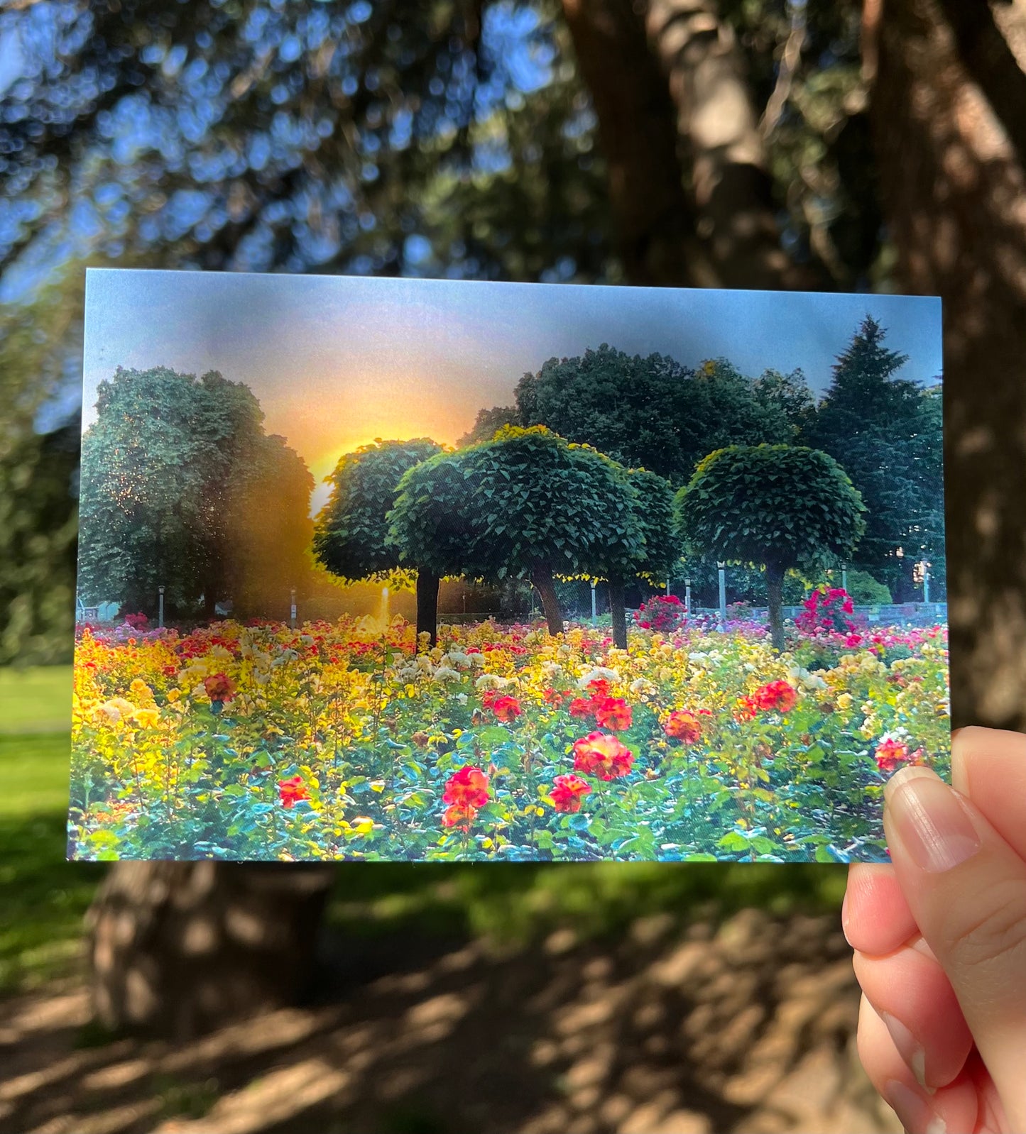 Peninsula Park Sunset Postcard Print