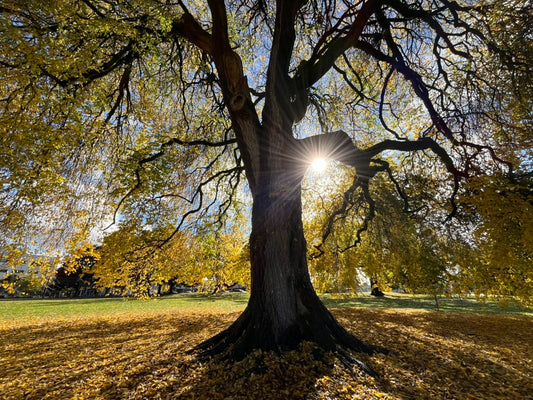Tree of Life - Canvas or Print 8 x 10”