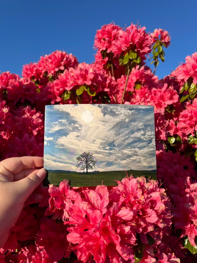 Oregon Sky - Postcard Print