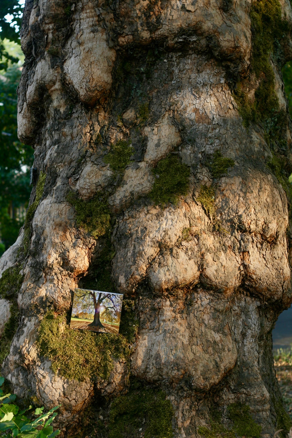 Grandfather Tree