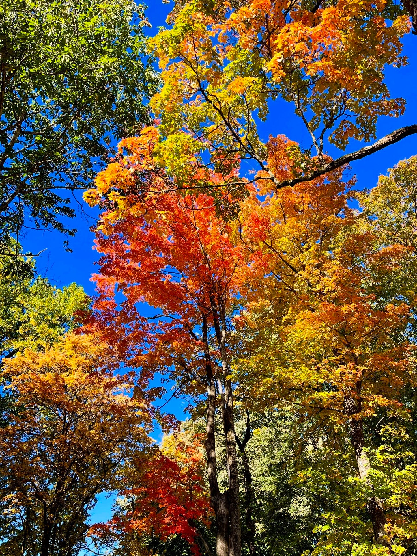Rainbow Trees