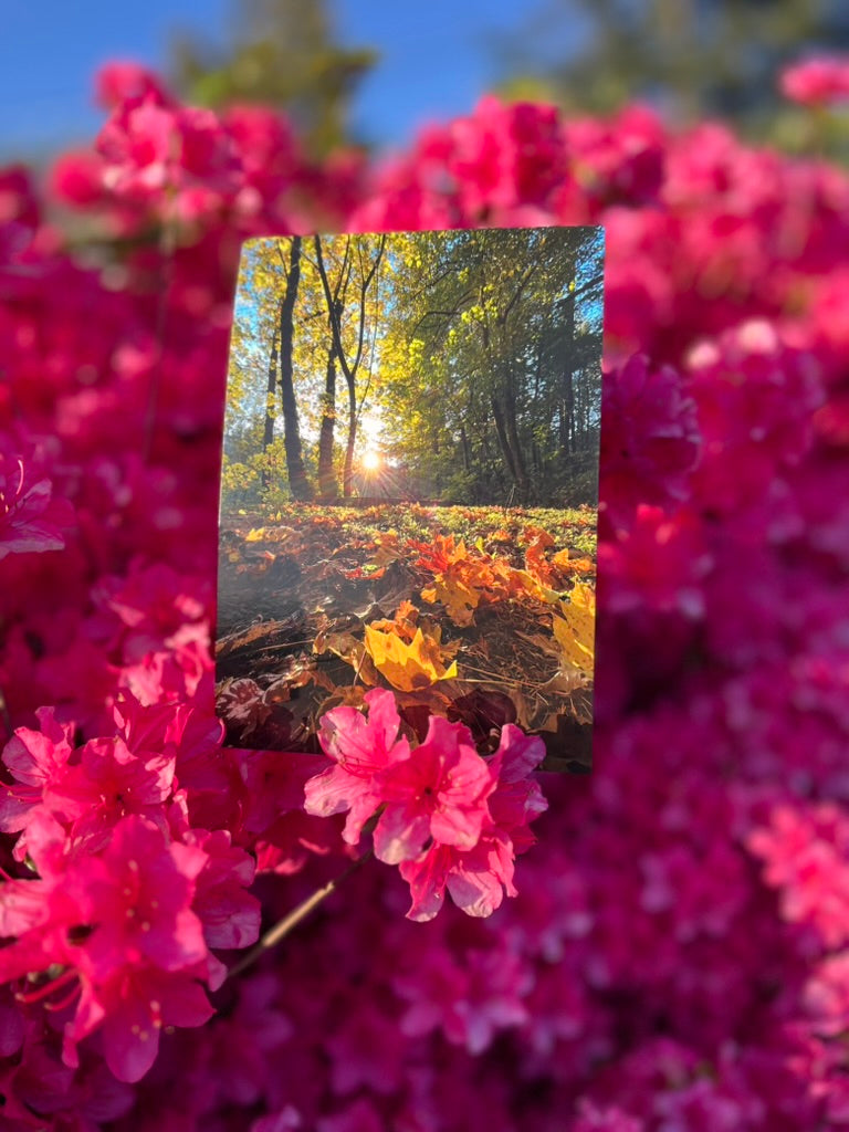 Forest Sunset - Postcard Print