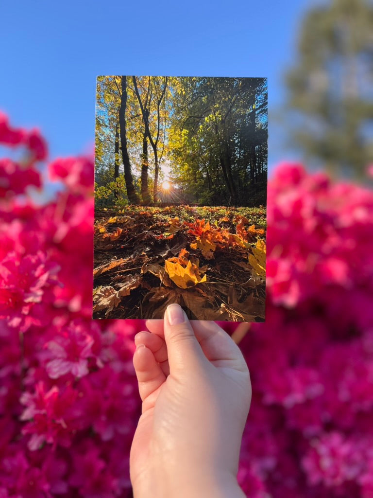 Forest Sunset - Postcard Print
