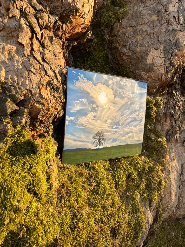 Wild Winds