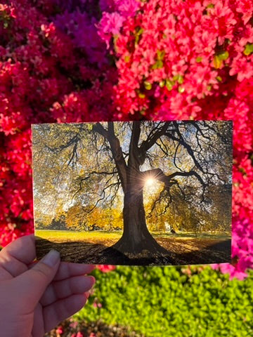 Tree of Life - Postcard Print