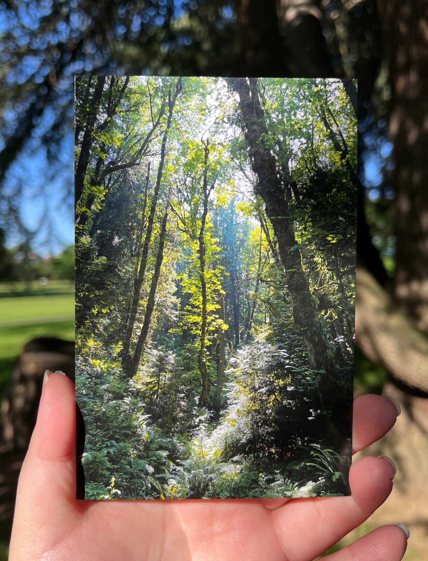 Forest Magic Postcard Print