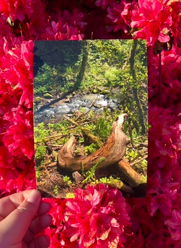 Forest Park - Postcard Print