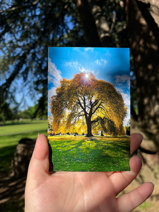 Golden Grandfather Tree Postcard Print