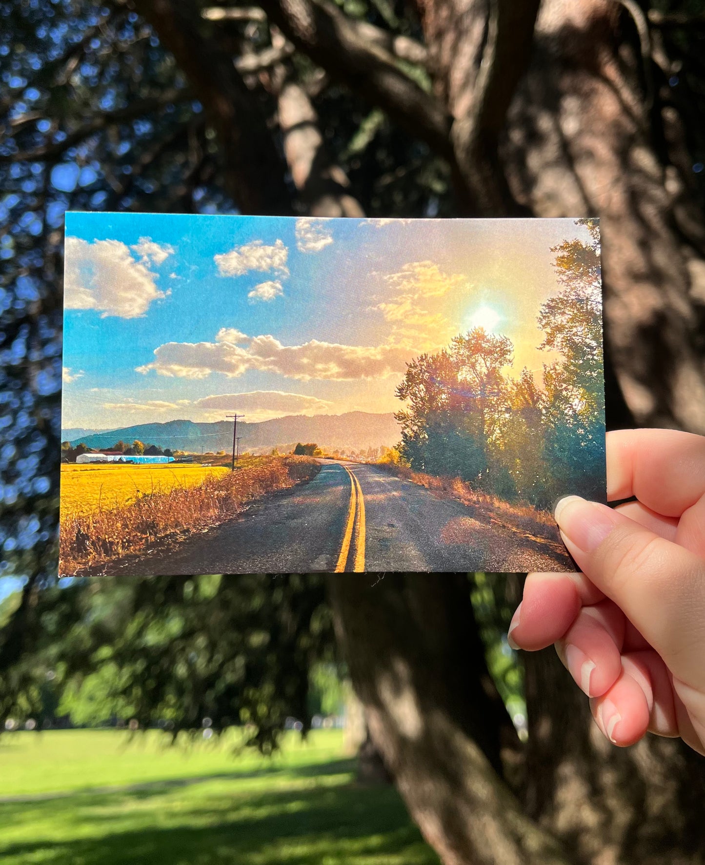 Road Less Traveled Postcard Print