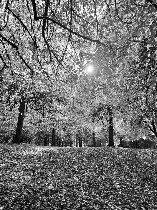 Canopy