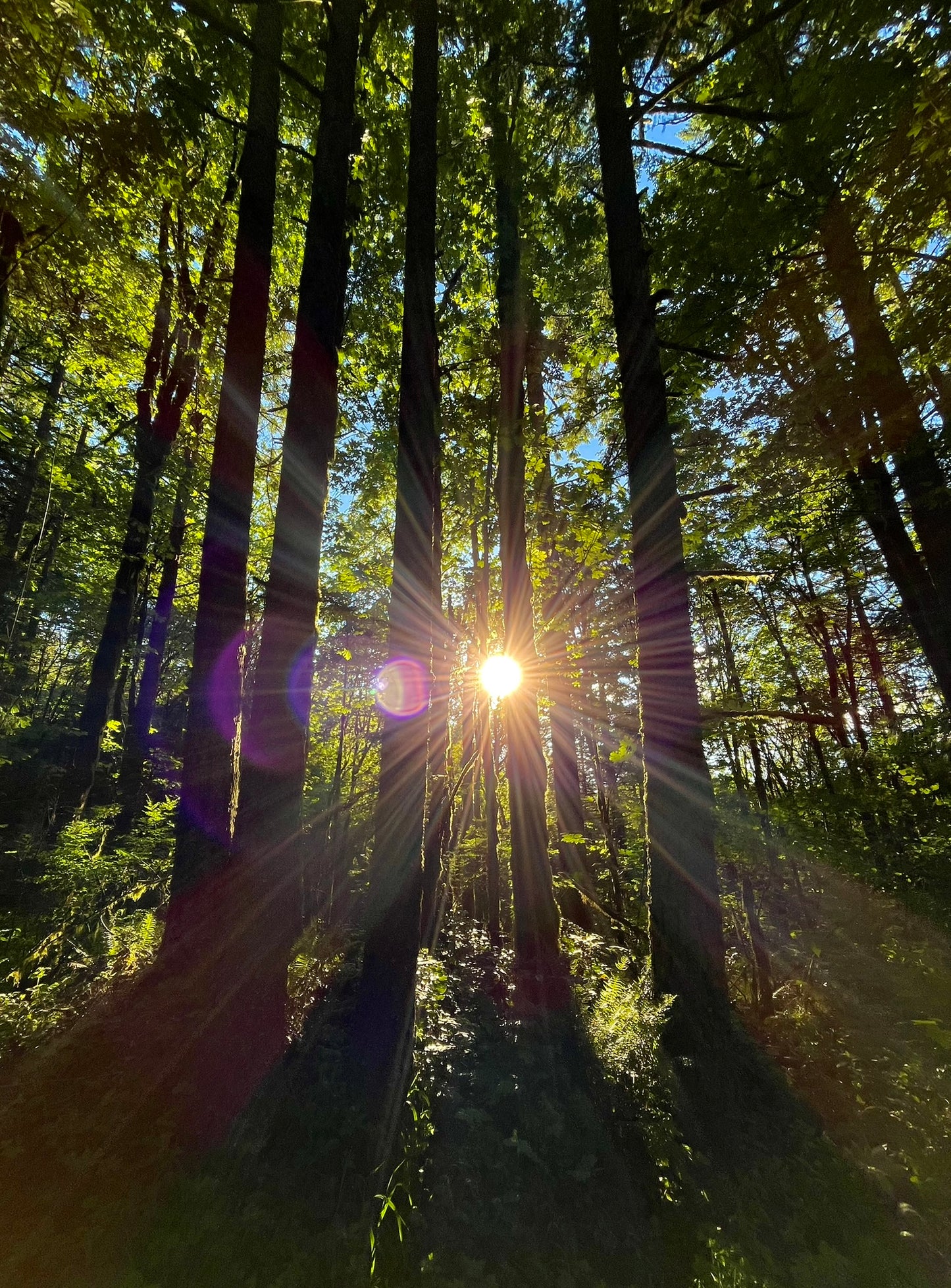 Forest Light Postcard Print