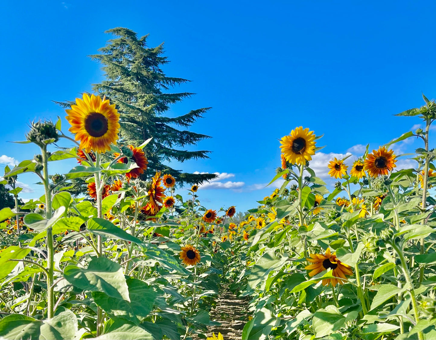 Sunflower Haven