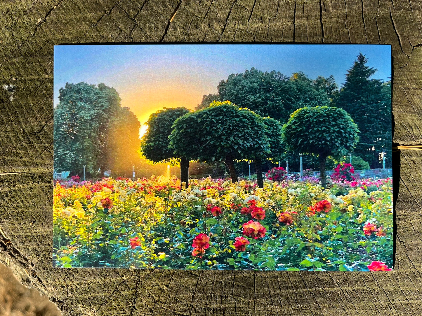Peninsula Park Sunset Postcard Print