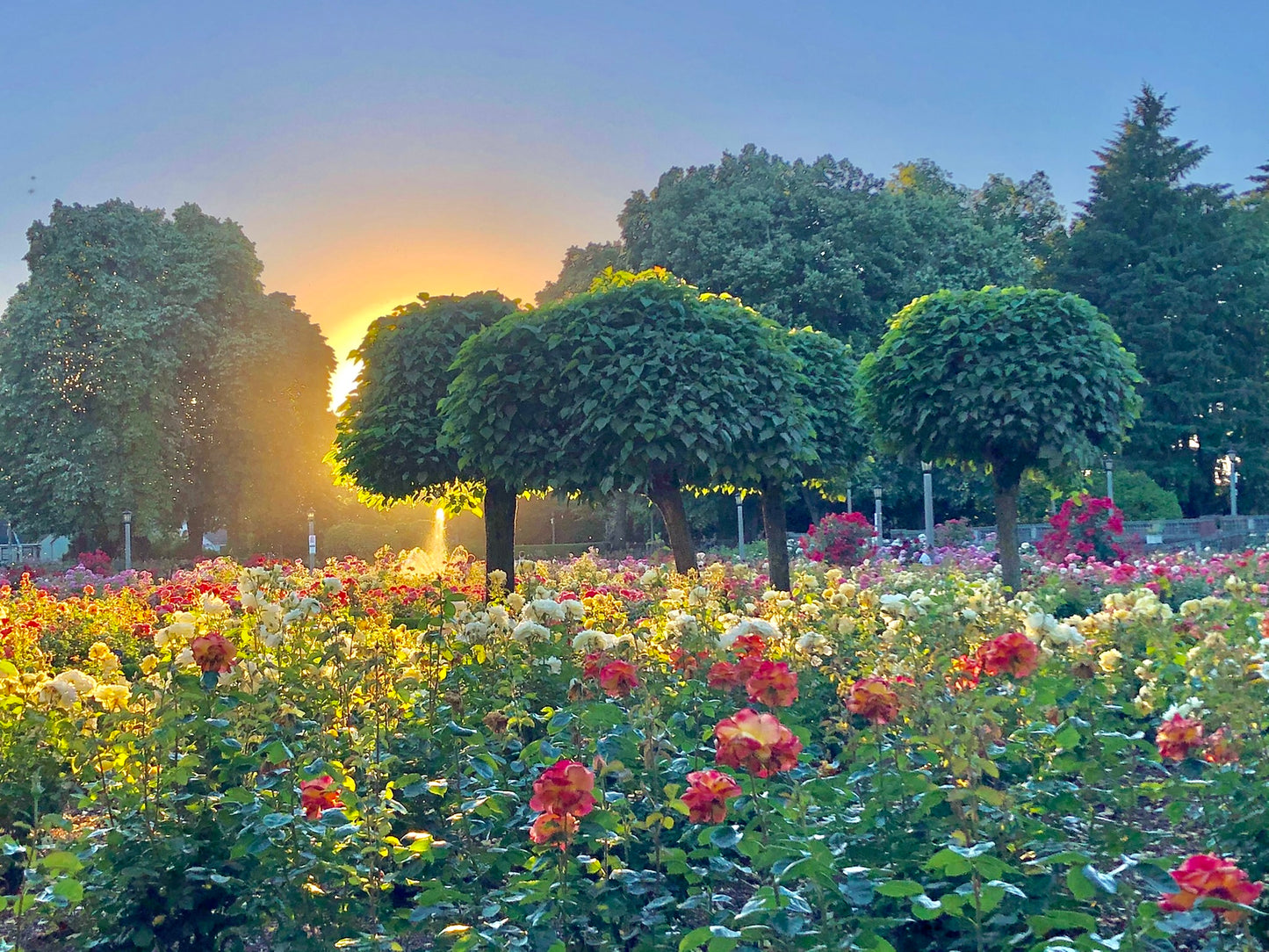 Peninsula Park Sunset Postcard Print