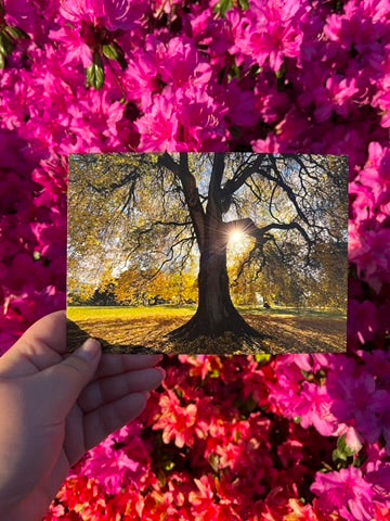 Golden Postcard Print