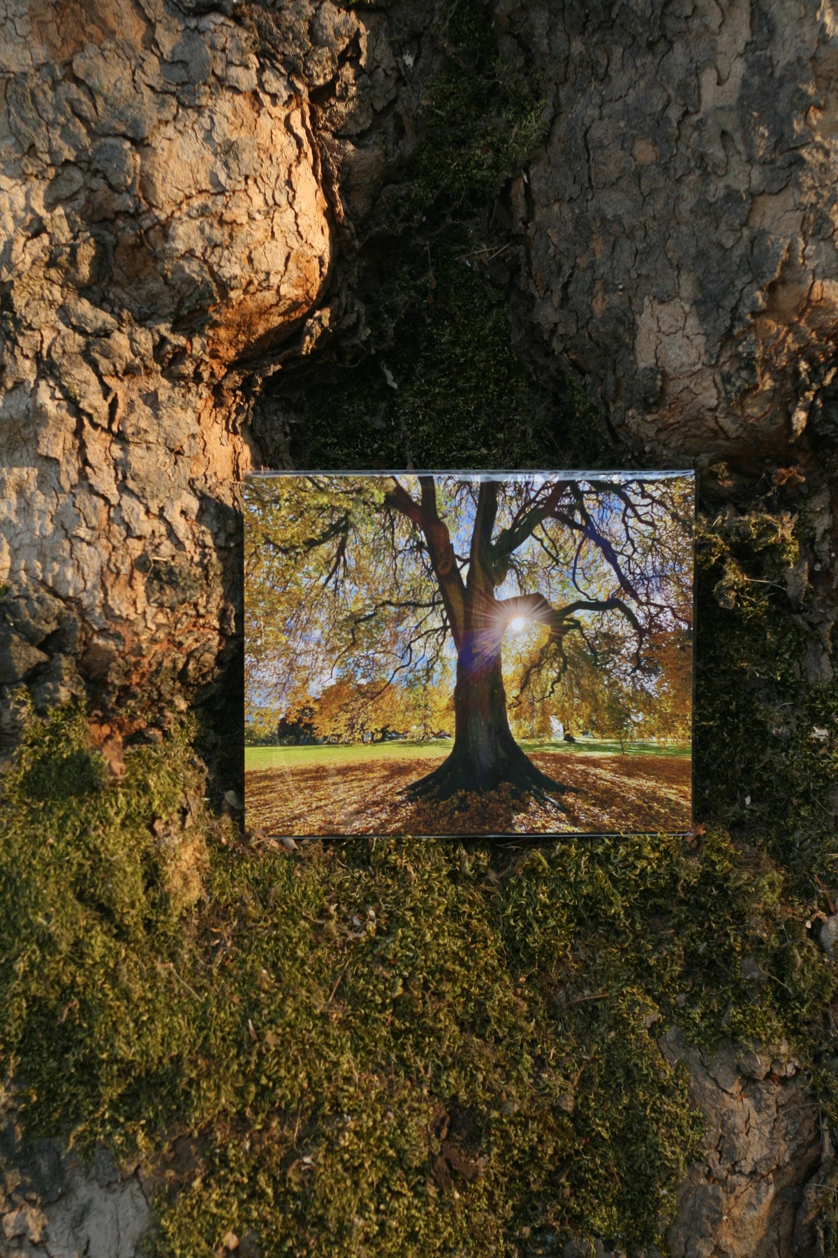 Grandfather Tree
