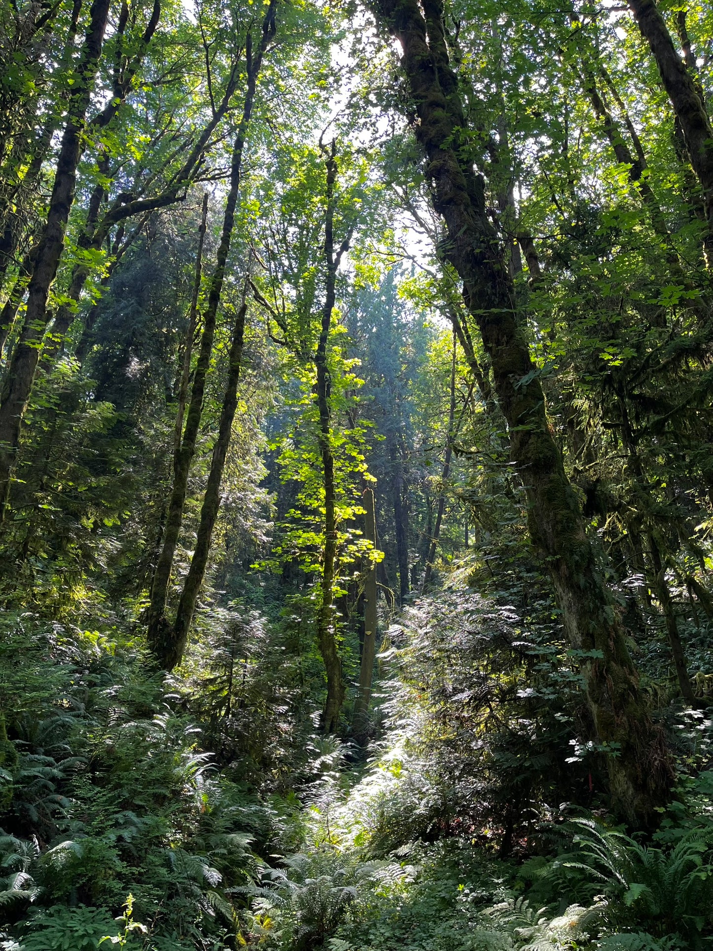 Forest Magic Postcard Print