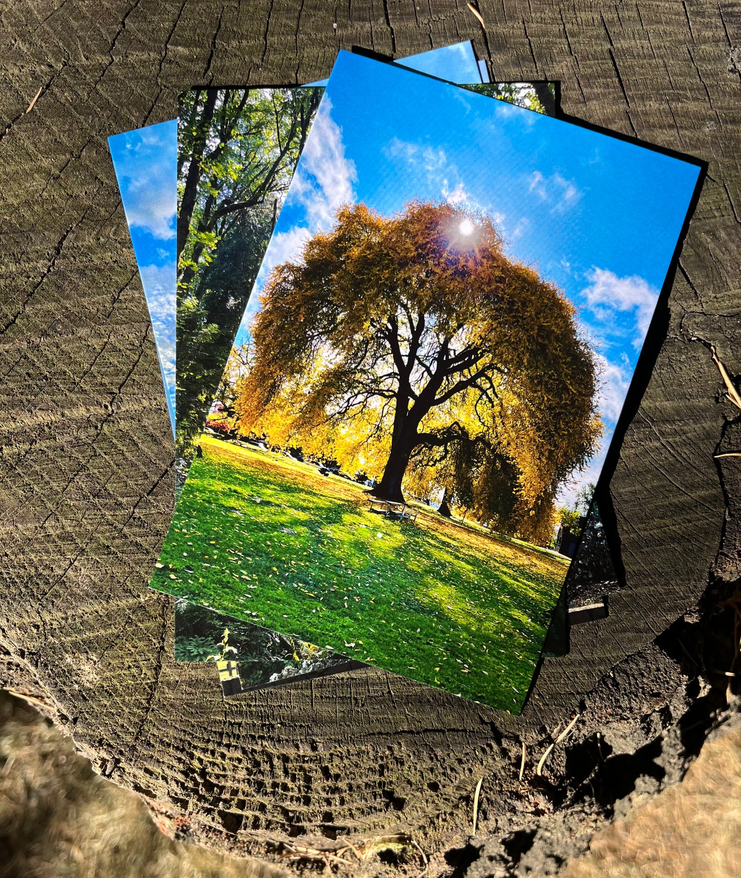 Golden Grandfather Tree Postcard Print