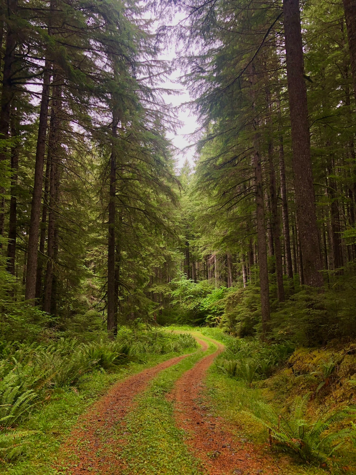 Free in the Forest