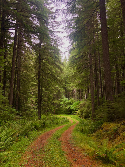 Free in the Forest