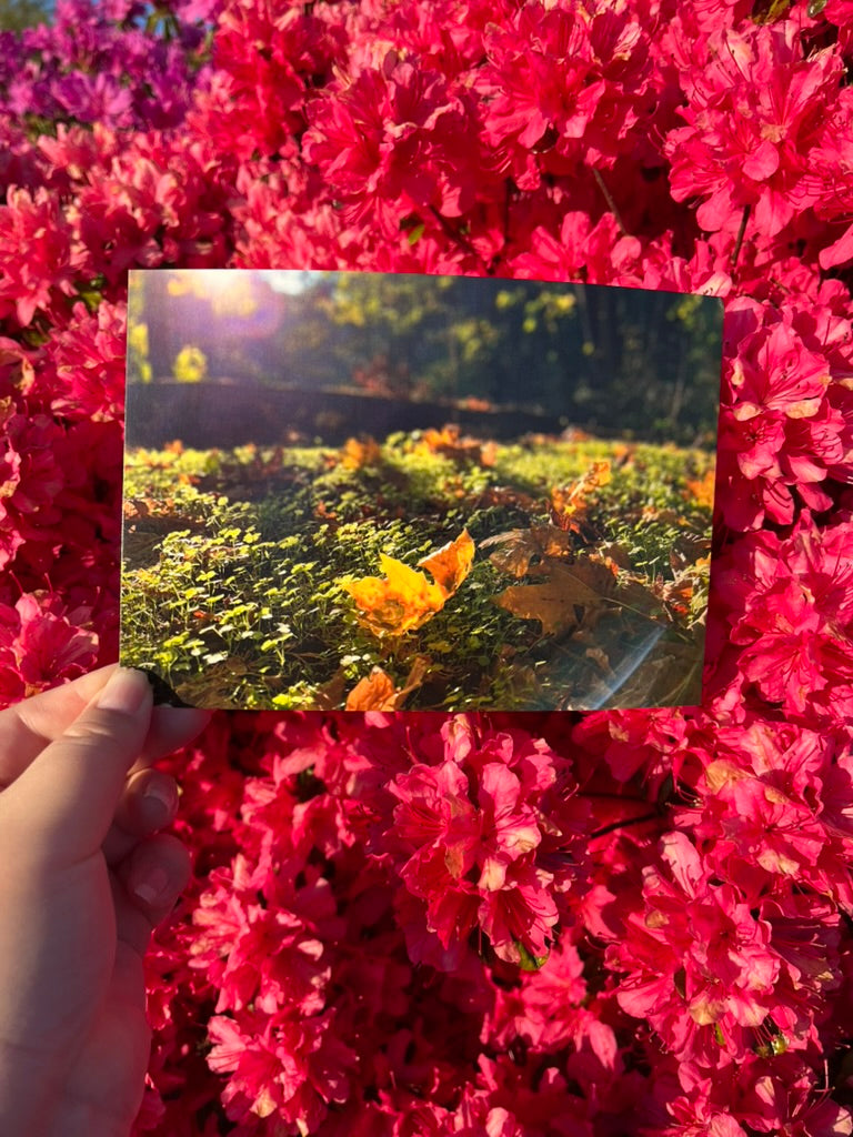 Forest Magic - Postcard Print