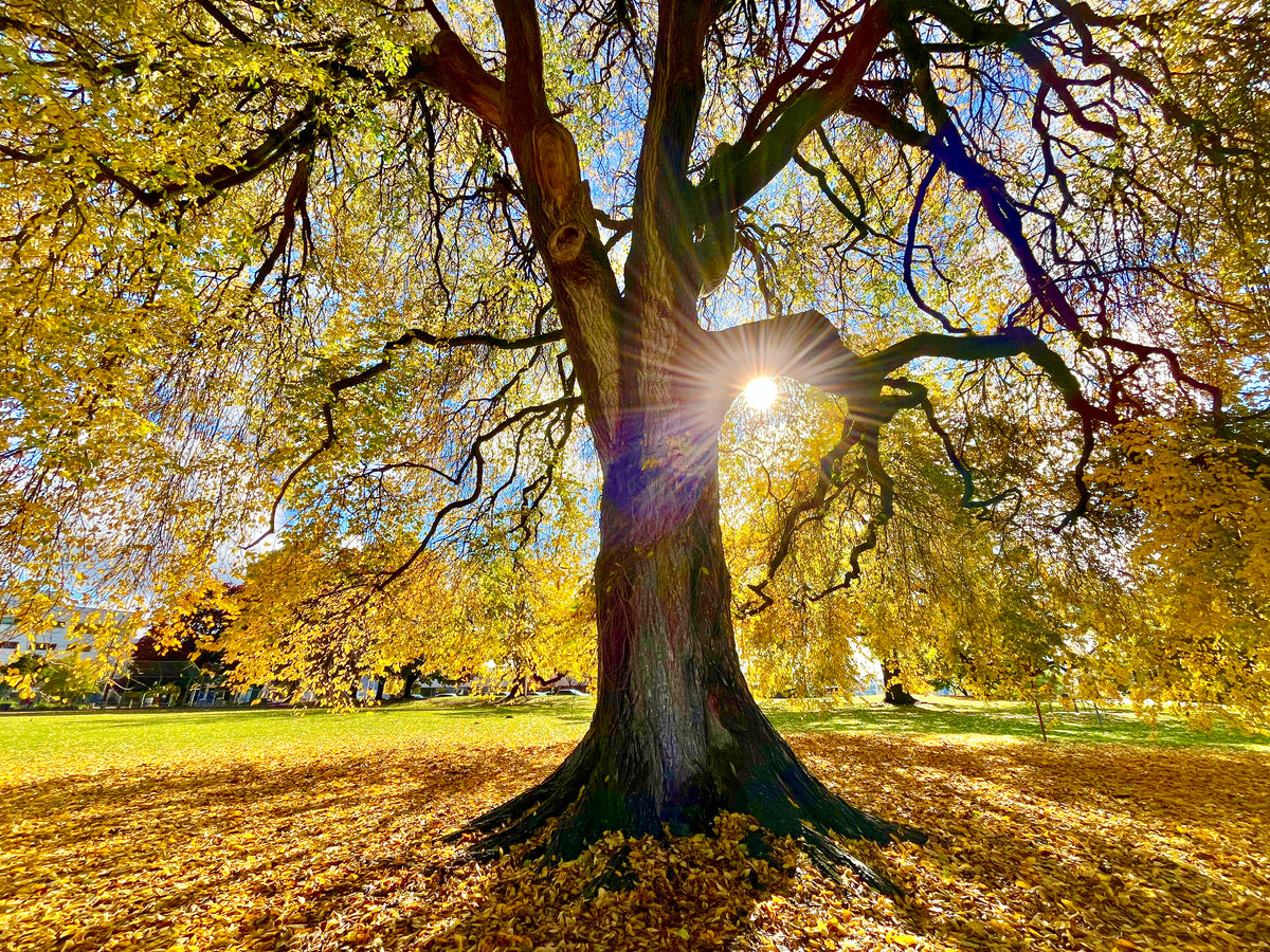Grandfather Tree