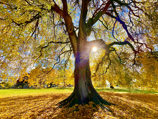 Grandfather Tree